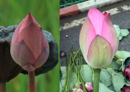 Mẹo đơn giản phân biệt chính xác hoa sen và hoa quỳ ảnh 1