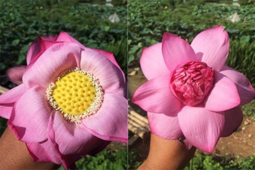 Mẹo đơn giản phân biệt chính xác hoa sen và hoa quỳ ảnh 2 Mẹo đơn giản phân biệt chính xác hoa sen và hoa quỳ ảnh 2