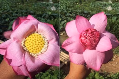 Mẹo đơn giản phân biệt chính xác hoa sen và hoa quỳ ảnh 2