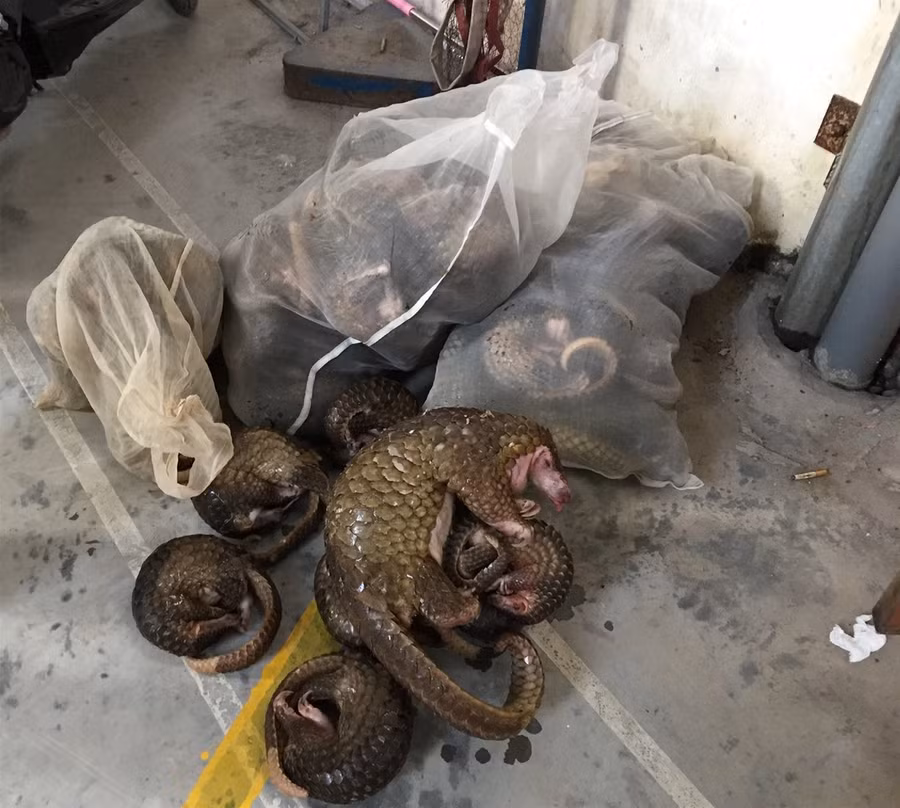 4 đối tượng liên quan đến động vật hoang dã "chia" nhau 48 năm tù ảnh 1