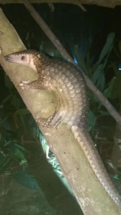 Các bệnh từ động vật chiếm 3/4 số bệnh mới ảnh 2