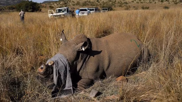 Các bệnh từ động vật chiếm 3/4 số bệnh mới ảnh 1