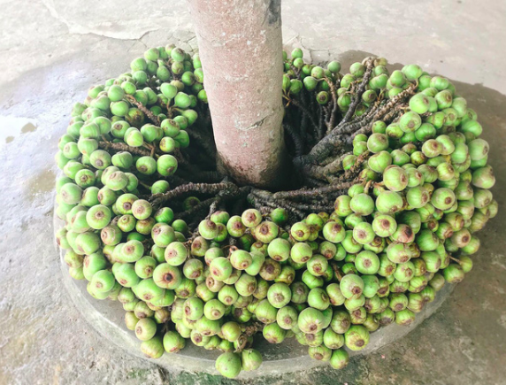 Hình ảnh cây su hào đặc biệt, củ mọc sai trĩu như cây ăn quả khiến dân mạng cực bất ngờ ảnh 1 Hình ảnh cây su hào đặc biệt, củ mọc sai trĩu như cây ăn quả khiến dân mạng cực bất ngờ ảnh 1