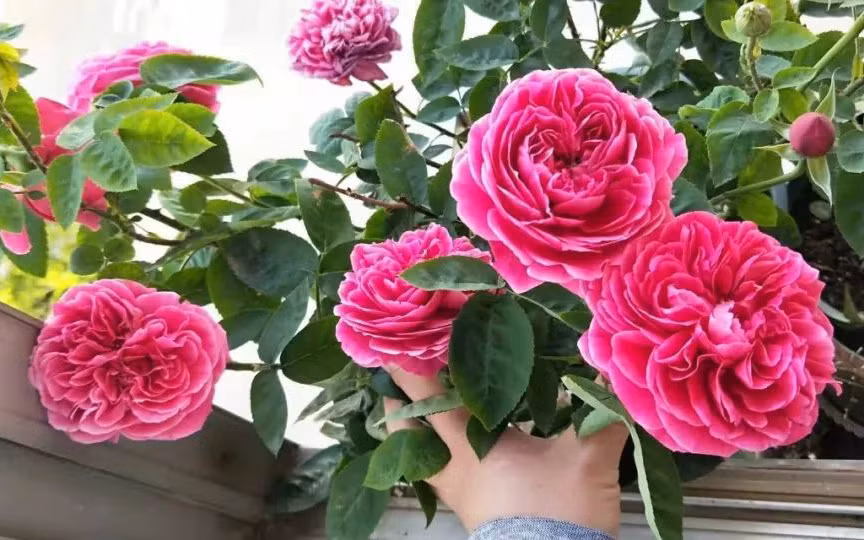 Cách trồng hoa hồng vô cùng đơn giản từ cành giâm