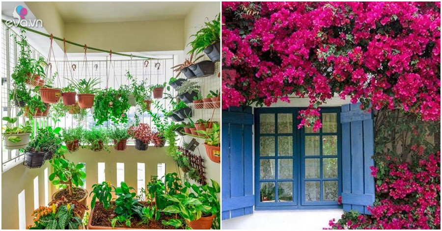 Trồng cây gì ở ban công để vừa đẹp, vừa hút tài lộc?