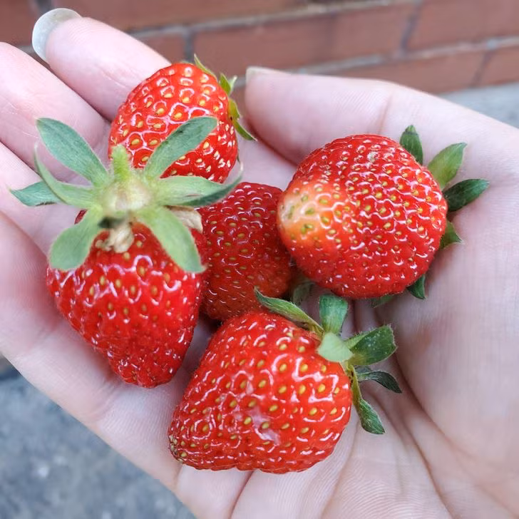 Những loại thức ăn tưởng bỏ đi nhưng lại rất tốt cho sức khỏe ảnh 4