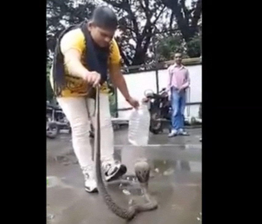 Sửng sốt cô gái Ấn Độ dùng tay không bắt rắn hổ mang chúa khổng lồ  Sửng sốt cô gái Ấn Độ dùng tay không bắt rắn hổ mang chúa khổng lồ