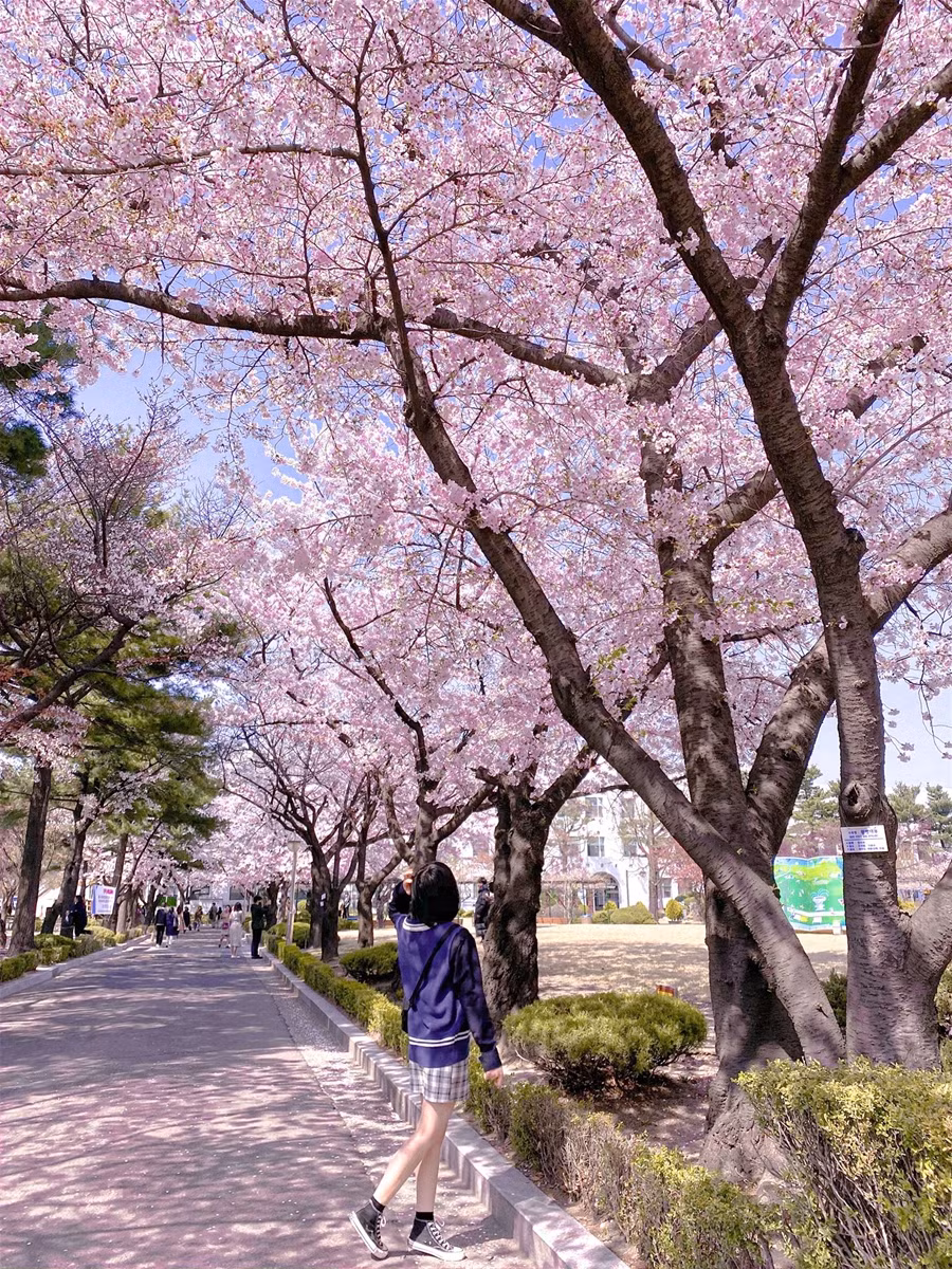 9X Việt kiếm trăm triệu mỗi tháng nhờ công việc cực thú vị tại Hàn Quốc ảnh 1