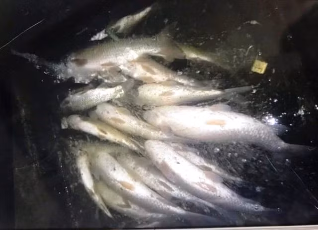 Thanh Hóa: Cá chết bất thường hàng loạt trên sông Mã ảnh 2