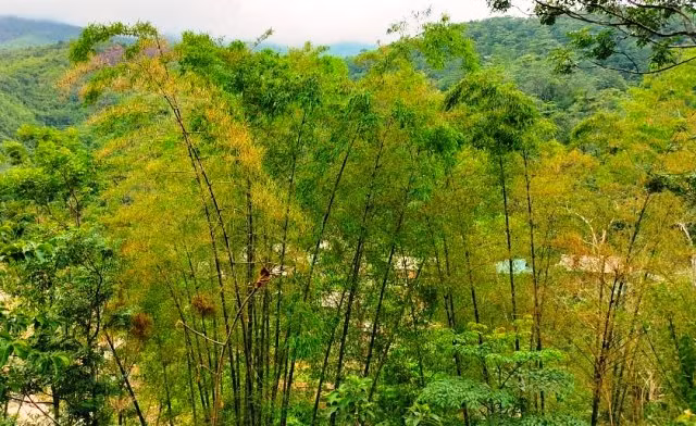 Thanh Hóa: Hàng triệu con châu chấu tàn phá hoa màu ảnh 2