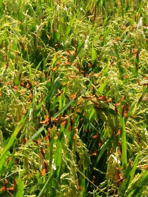 Thanh Hóa: Hàng triệu con châu chấu tàn phá hoa màu ảnh 7