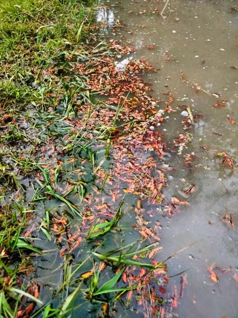 Thanh Hóa: Hàng triệu con châu chấu tàn phá hoa màu ảnh 6