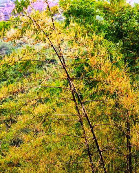 Thanh Hóa: Hàng triệu con châu chấu tàn phá hoa màu ảnh 3