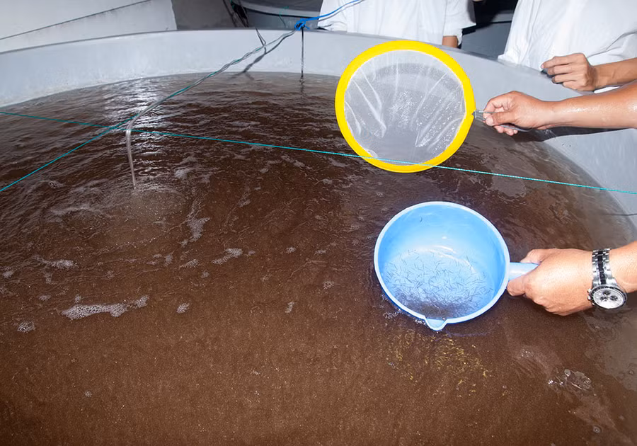 Trường ĐH Trà Vinh sản xuất thành công tôm sú bố mẹ sạch bệnh ảnh 3