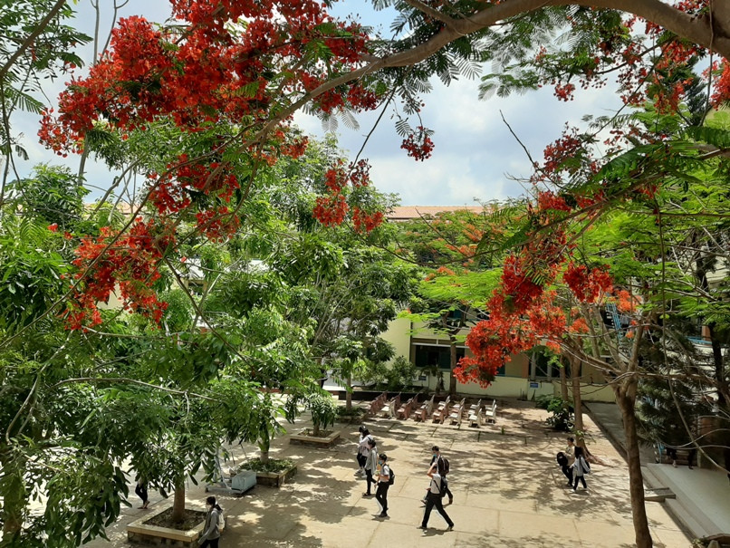 Ngẩn ngơ với sắc đỏ rực rỡ của hoa học trò ảnh 1 Ngẩn ngơ với sắc đỏ rực rỡ của hoa học trò ảnh 1