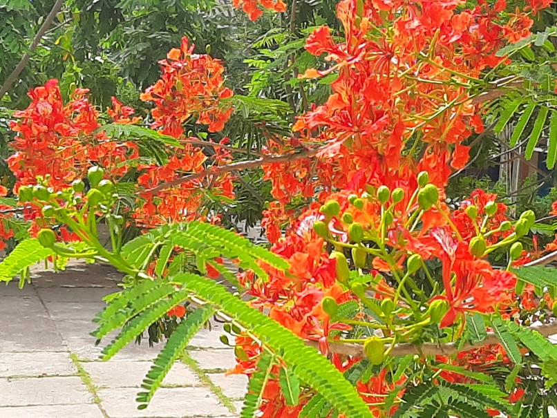 Ngẩn ngơ với sắc đỏ rực rỡ của hoa học trò ảnh 3 Ngẩn ngơ với sắc đỏ rực rỡ của hoa học trò ảnh 3