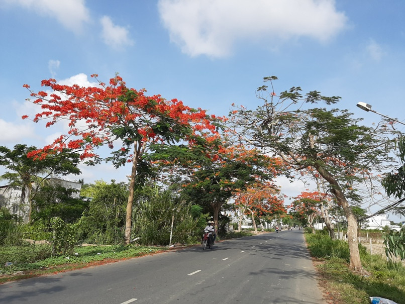 Ngẩn ngơ với sắc đỏ rực rỡ của hoa học trò ảnh 7 Ngẩn ngơ với sắc đỏ rực rỡ của hoa học trò ảnh 7