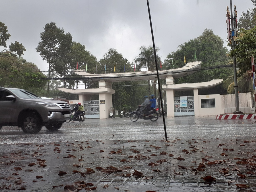 Cần Thơ đón cơn mưa vàng giải nhiệt ảnh 2 Cần Thơ đón cơn mưa vàng giải nhiệt ảnh 2