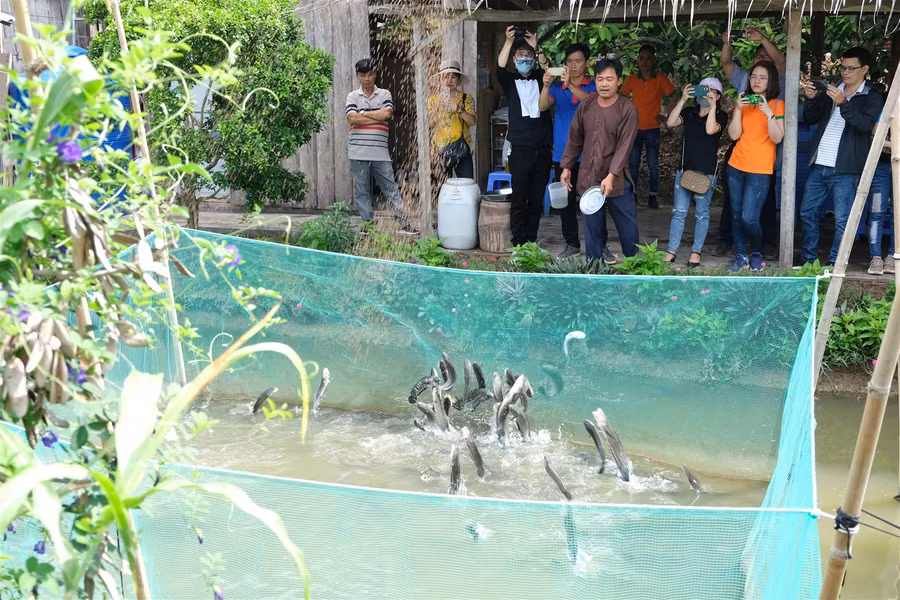 Du lịch miệt vườn miền Tây hút khách trở lại ảnh 7