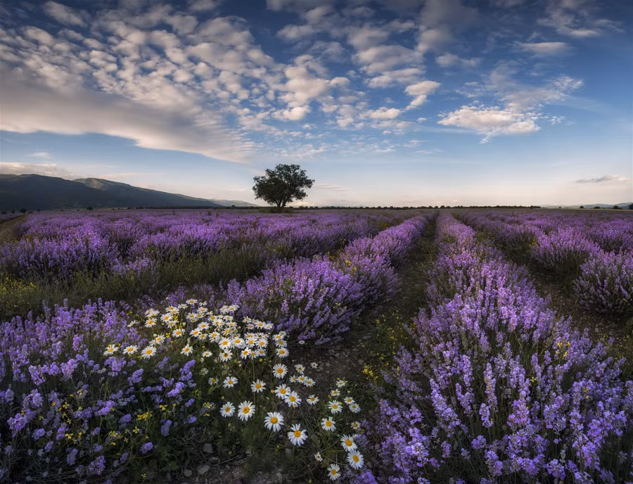 Khám phá "Xứ sở hoa hồng" Bulgaria ảnh 1