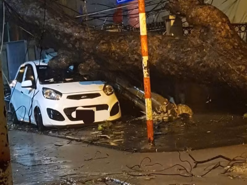 Cây to đổ đè lên ô tô bên cạnh. 8.jpg