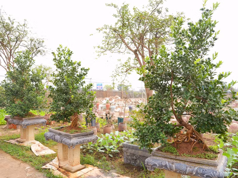 Theo nghĩa Hán - Việt, mộc là cây, căn là rễ. Quất mộc căn tức là cây quất có bộ rễ nhô lên khỏi mặt đất, phô ra vẻ đẹp vừa khỏe mạnh vừa mềm mại. 2-6244.jpg