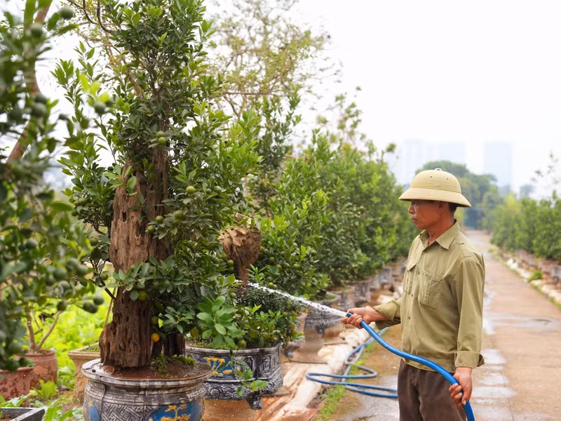 Quất mộc căn cũng có nhiều dáng, thế như: Huynh đệ, mẫu tử, thác đổ, ngũ phúc, tam đa, tứ quý, lộc bình… 10-8347.jpg