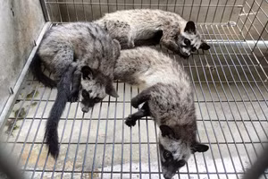 Những con chồn hương sinh sản đã mang lại hàng trăm triệu đồng mỗi năm cho anh thợ sửa xe ở Vĩnh Long.