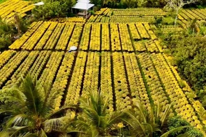 Theo UBND xã Chợ Lách, tỉnh Vĩnh Long, người dân vận chuyển hoa, kiểng Tết không cần phải có giấy xác nhận.