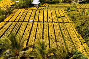 Theo UBND xã Chợ Lách, tỉnh Vĩnh Long, người dân vận chuyển hoa, kiểng Tết không cần phải có giấy xác nhận.