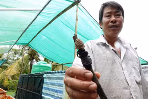 Anh Huỳnh Văn Thuận và ổ trứng cà cuống do anh nuôi tạo.