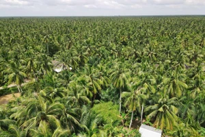 Diện tích dừa của tỉnh Vĩnh Long chiếm hơn 50% diện tích dừa cả nước.