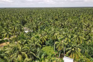 Diện tích dừa của tỉnh Vĩnh Long chiếm hơn 50% diện tích dừa cả nước.