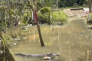 Con cá sấu dài khoảng 1,5m xuất hiện trong vườn nhà dân ở xã Nhơn Mỹ, TP Cần Thơ.