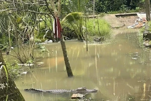Con cá sấu dài khoảng 1,5m xuất hiện trong vườn nhà dân ở xã Nhơn Mỹ, TP Cần Thơ.