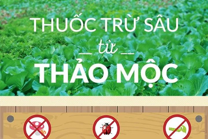 Cách làm thuốc trừ sâu bằng hành tăm, ớt, tỏi, gừng