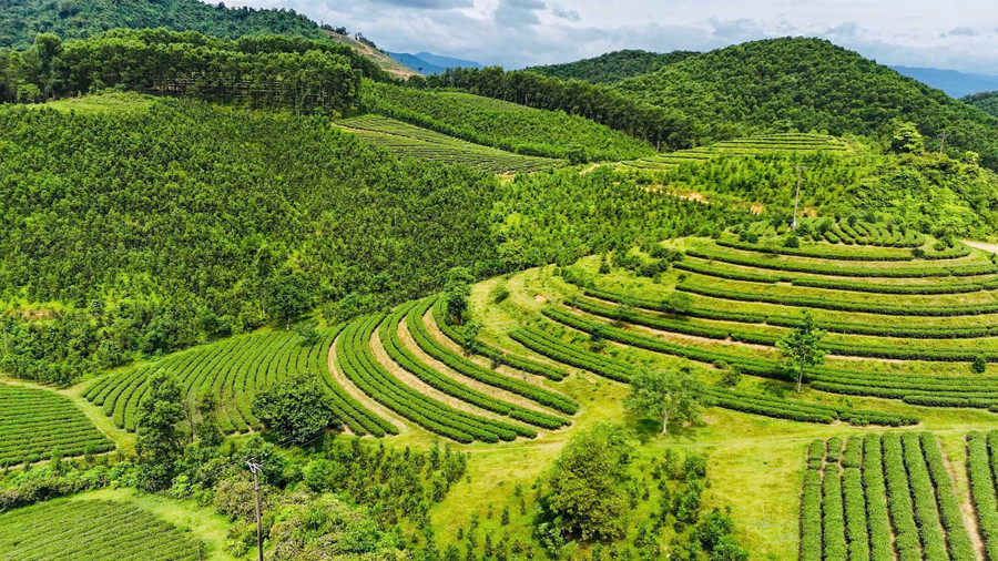 Những triền đồi ở xã Sơn Kim 2 phủ xanh bạt ngàn bởi cây chè. (Ảnh: Thế Tuấn) 2.jpg