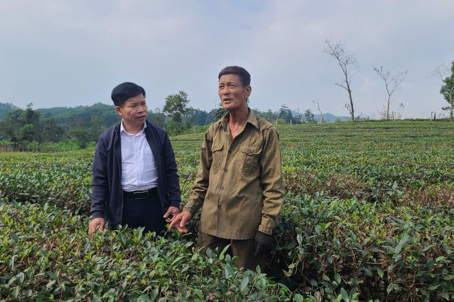 Anh Hoàng Thế Lộc (bìa trái) đi thăm các vườn chè ở Tây Sơn.