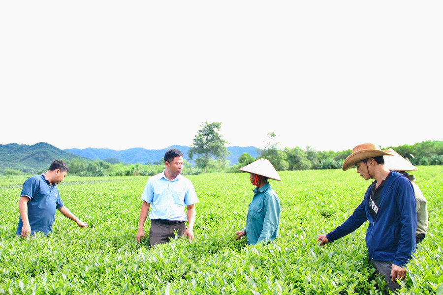 Cán bộ địa phương kiểm tra, hướng dẫn người dân nâng cao hiệu quả sản xuất chè. (Ảnh: Thế Tuấn) 3.jpg