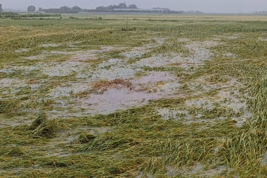 Nhiều diện tích lúa ở xã Cẩm Hưng (Hà Tĩnh) bị ngã trước khi bão vào. (Ảnh: Danh Cường)