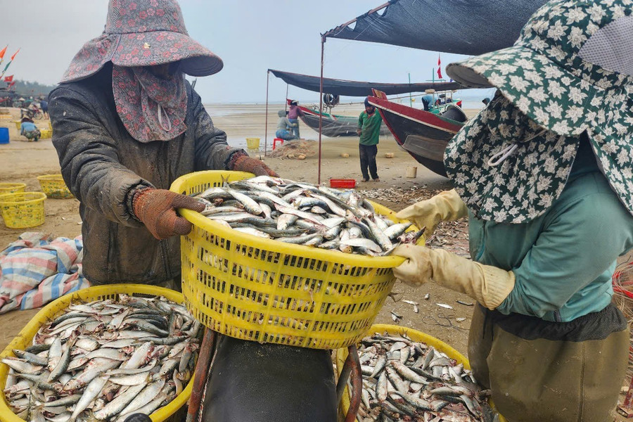 Những ngày này, tại các bãi biển Hà Tĩnh tấp nập cảnh tàu vào ra, đánh bắt, mua bán cá trích.