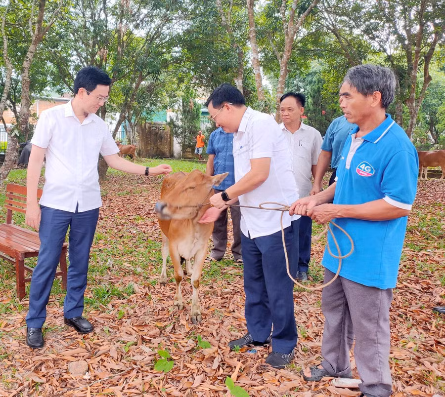 MTTQ - Quỹ người vì nghèo huyện Hương Khê trao bò cho các hộ nghèo trên địa bàn. (Ảnh: V.H)