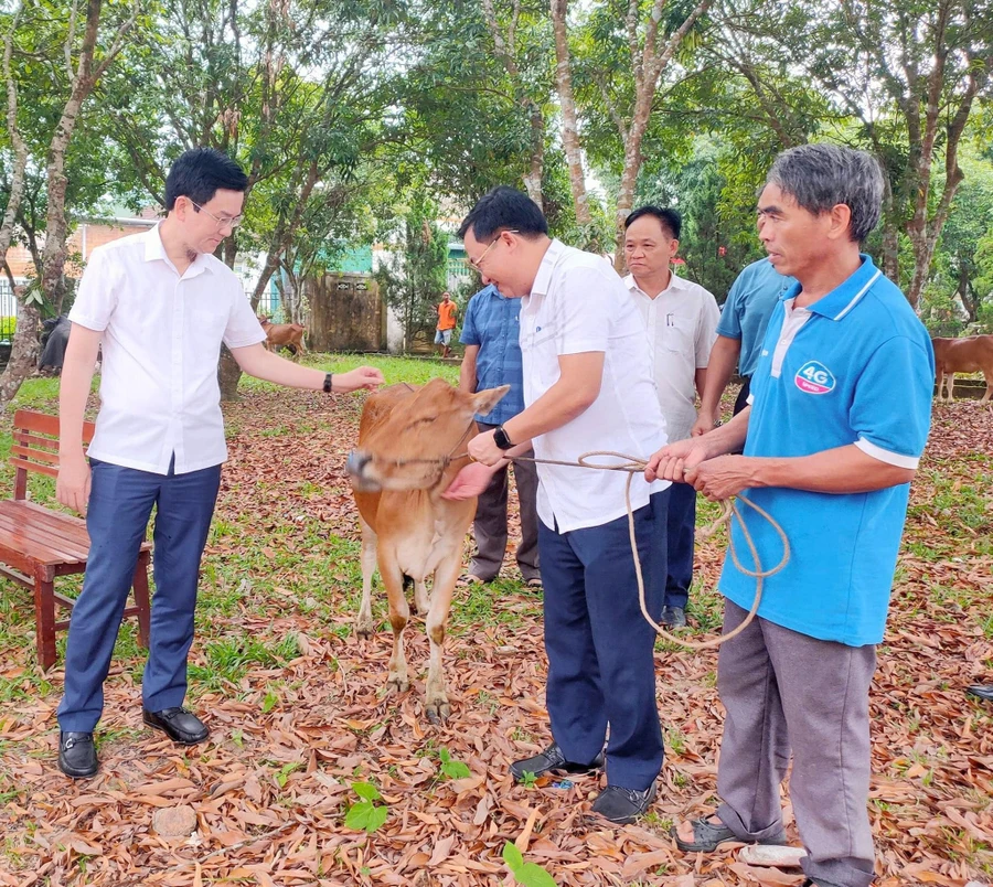 MTTQ - Quỹ người vì nghèo huyện Hương Khê trao bò cho các hộ nghèo trên địa bàn. (Ảnh: V.H)