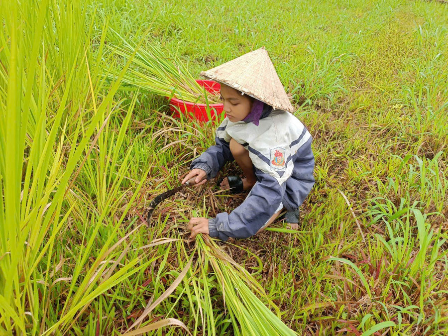 Các cháu con anh Tuấn dù còn nhỏ tuổi nhưng tự ý thức được sự vất vả, luôn phụ giúp bố mẹ. fed9c38072c7c5999cd6.jpg