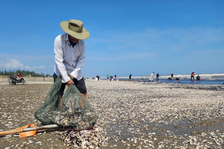 Người dân Hà Tĩnh vớt "lộc trời' dạt vào bãi biển sau bão.