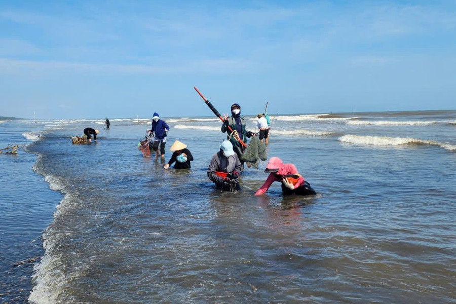 Bên cạnh người dân nhặt những con sò sống trôi dạt lên bờ cát, nhiều người đàn ông khỏe mạnh lội ra biển dùng chiếc cào dài hơn 1m có gắn túi bằng vợt lưới kéo sò ở dưới nước vùi trong lớp cát. 6ee292f9c4307c6e2521.jpg