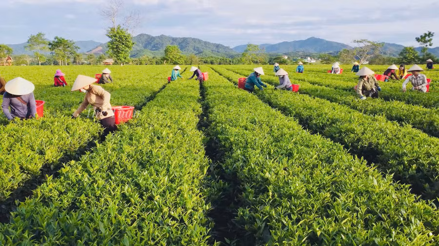 Người dân xã Sơn Kim 2 thu hoạch chè. (Ảnh: Thế Tuấn)