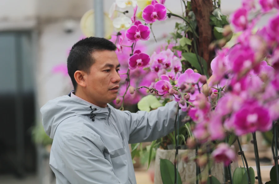 Anh Phan Văn Huy giới thiệu về vườn lan Hồ điệp được gia đình anh trồng trên vùng đất cát.