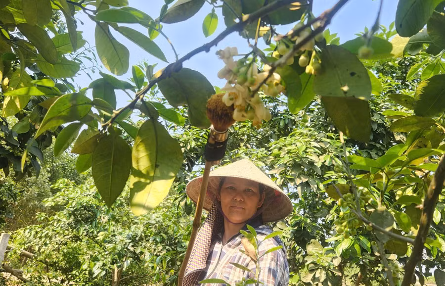 Người dân thụ phấn cho bưởi Phúc Trạch.