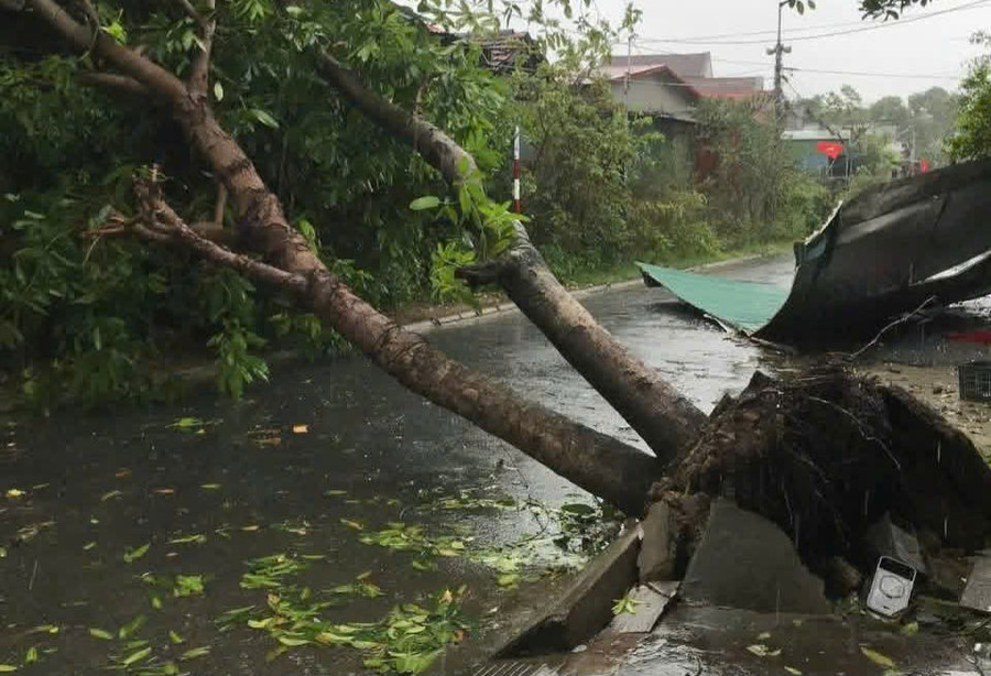 Cây bật gốc tại phường Thành Sen. (Ảnh: CTV) 0dcd3cbc7f16f748ae07.jpg